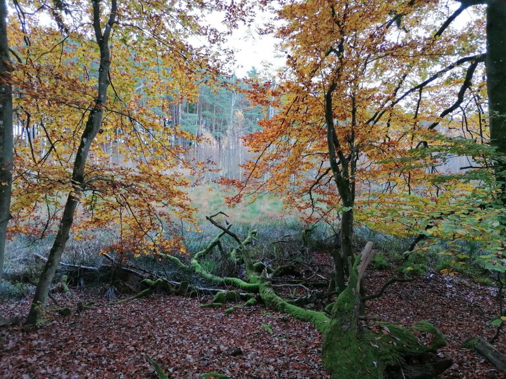 Forest at the Hegensteinbach, Photo: REGiO-Nord mbH