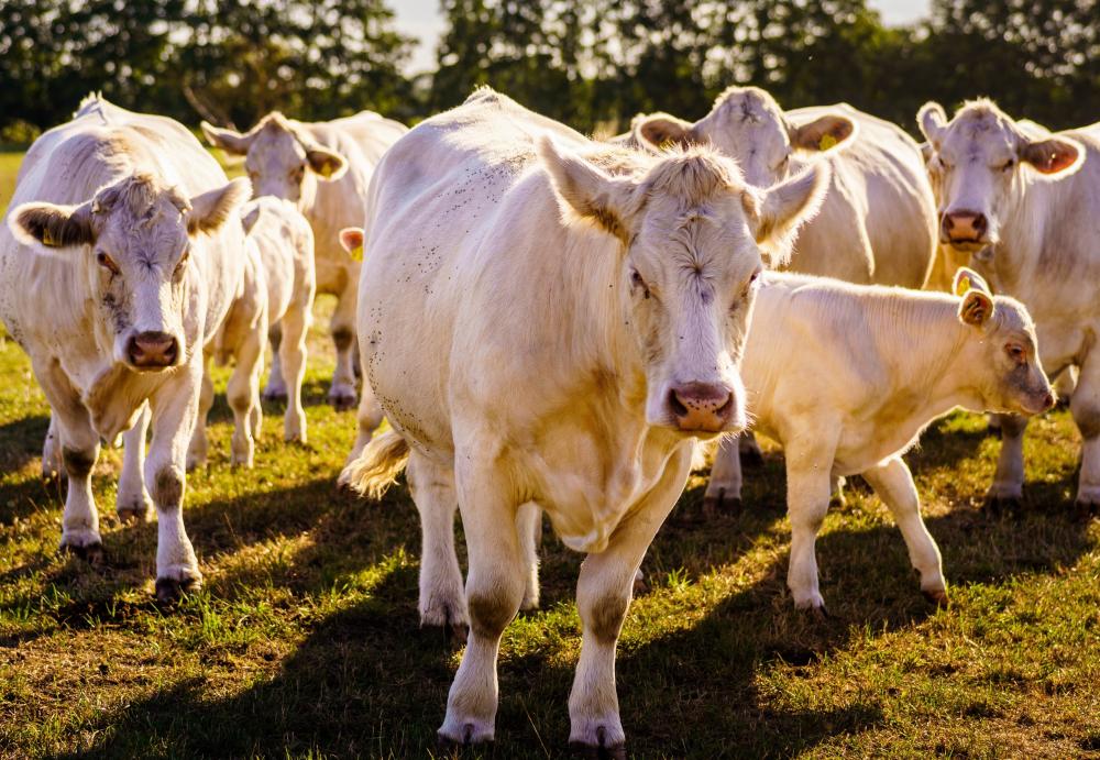 Charolais cattle, photo: Andre Wirsig, license: Regio Nord