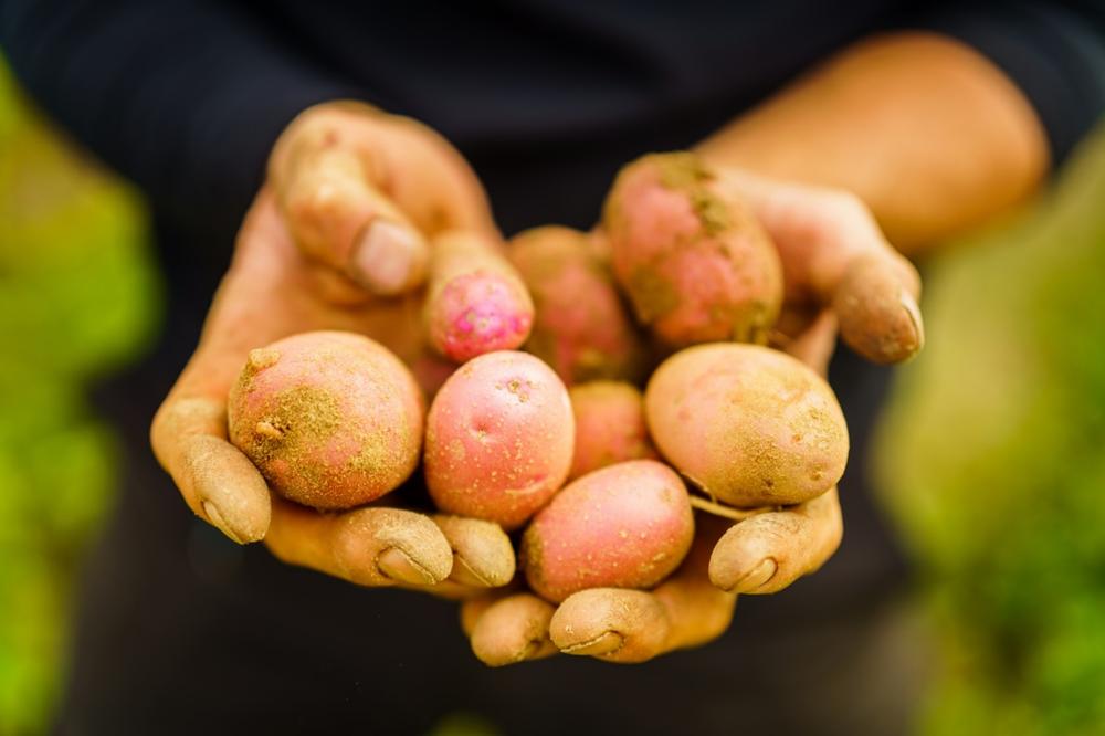 Potato harvest, photo: André Wirsig, license: REGiO-Nord mbH