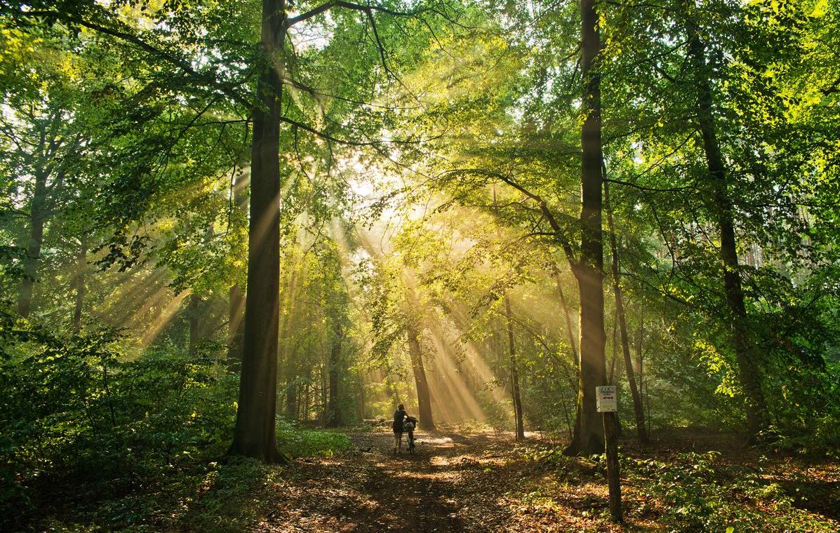 The picture shows a sunlit forest path.