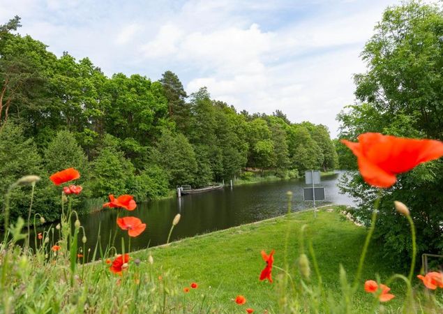 Mohn am Finowkanal, Foto: TMB-Fotoarchiv/ Steffen Lehmann, Foto: Steffen Lehmann Mohn am Finowkanal, Foto: TMB-Fotoarchiv/ Steffen Lehmann, Foto: Steffen Lehmann