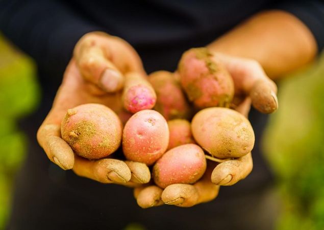 Potato harvest, photo: André Wirsig, license: REGiO-Nord mbH