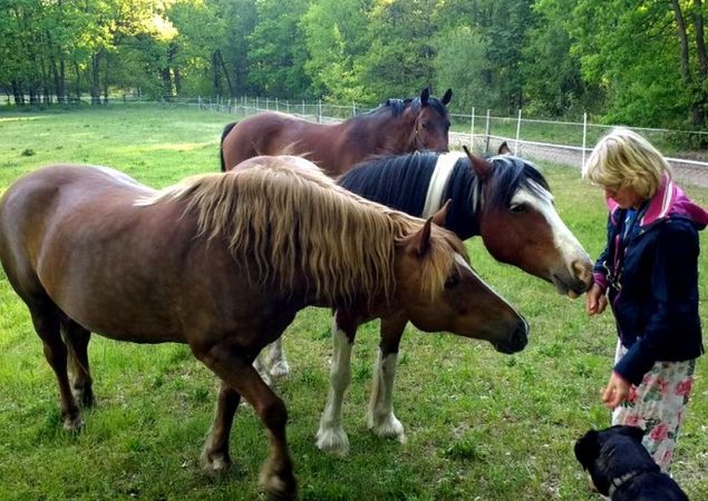 Horses at the Schorfheide Riding & Resting Station, Photo: Gabriele Haubner Horses at the Schorfheide Riding & Resting Station, Photo: Gabriele Haubner