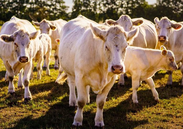 Charolais cattle, photo: Andre Wirsig, license: Regio Nord