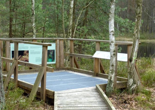 Holzsteg am Moorerlebnispfad, Foto: Lisa Brehmer, Lizenz: Tourismusverband Ruppiner Seenland