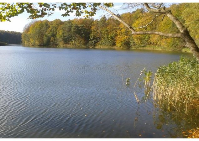 Ufer des Hellsees im Barnimer Land © WITO Barnim/ Fotograf L. Lamprecht Ufer des Hellsees im Barnimer Land © WITO Barnim/ Fotograf L. Lamprecht