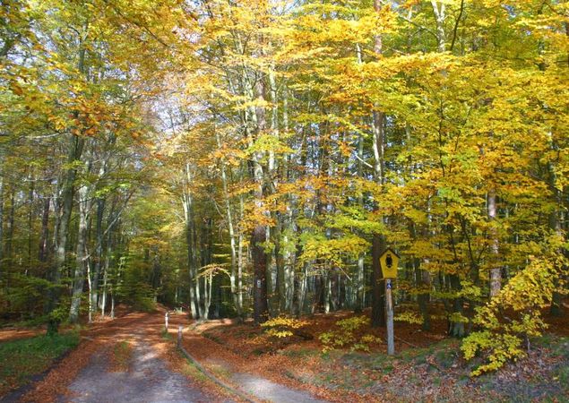 Zuwegung zum Moorerlebnispfad, Foto: Madlen Wetzel, Lizenz: Tourismusverband Ruppiner Seenland