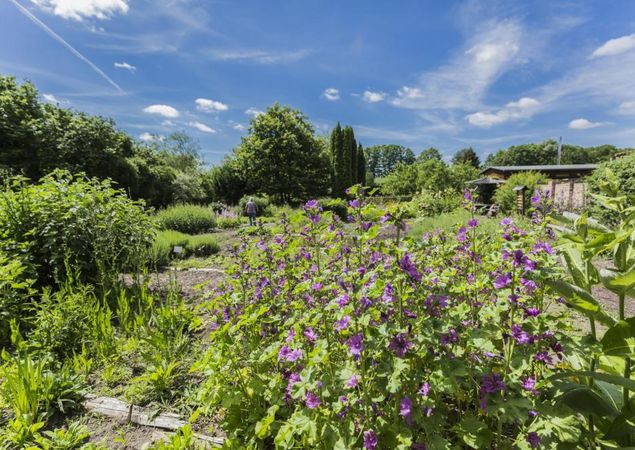 Klosterkräutergarten Himmeoaffen Lehmann, Foto: Steffen Lehmann
