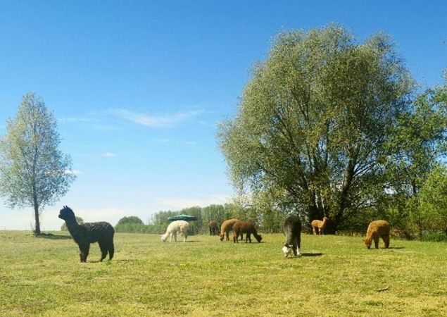 Tiny Alpaca Town , Photo: Jennifer Draba-Quell, Licence: Jennifer Draba-Quell