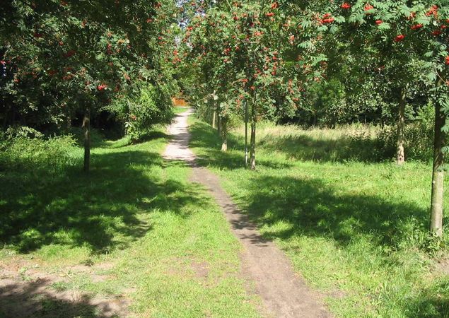 Vogelbeeren @ Stadt Fürstenberg/Havel