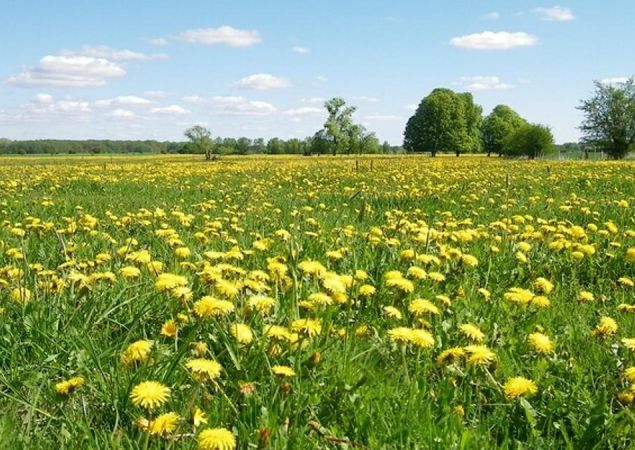 Stechlin Nature Park - Ruppiner Land
