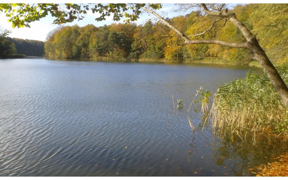 Ufer des Hellsees im Barnimer Land © WITO Barnim/ Fotograf L. Lamprecht Ufer des Hellsees im Barnimer Land © WITO Barnim/ Fotograf L. Lamprecht