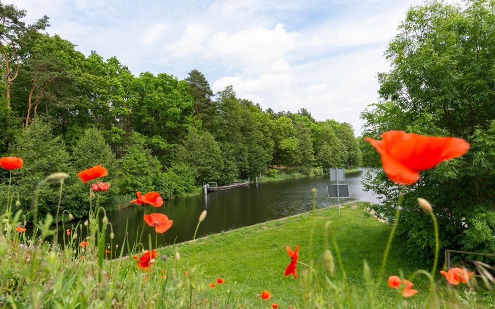 Mohn am Finowkanal, Foto: TMB-Fotoarchiv/ Steffen Lehmann, Foto: Steffen Lehmann Mohn am Finowkanal, Foto: TMB-Fotoarchiv/ Steffen Lehmann, Foto: Steffen Lehmann